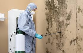 Best Mold Damage Restoration  in USA